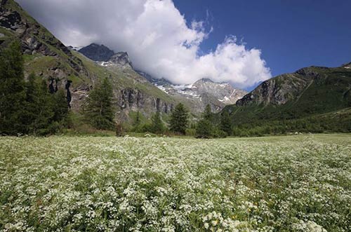 Field of Flowers in the Vanoise National Park, Peisey-Vallandry